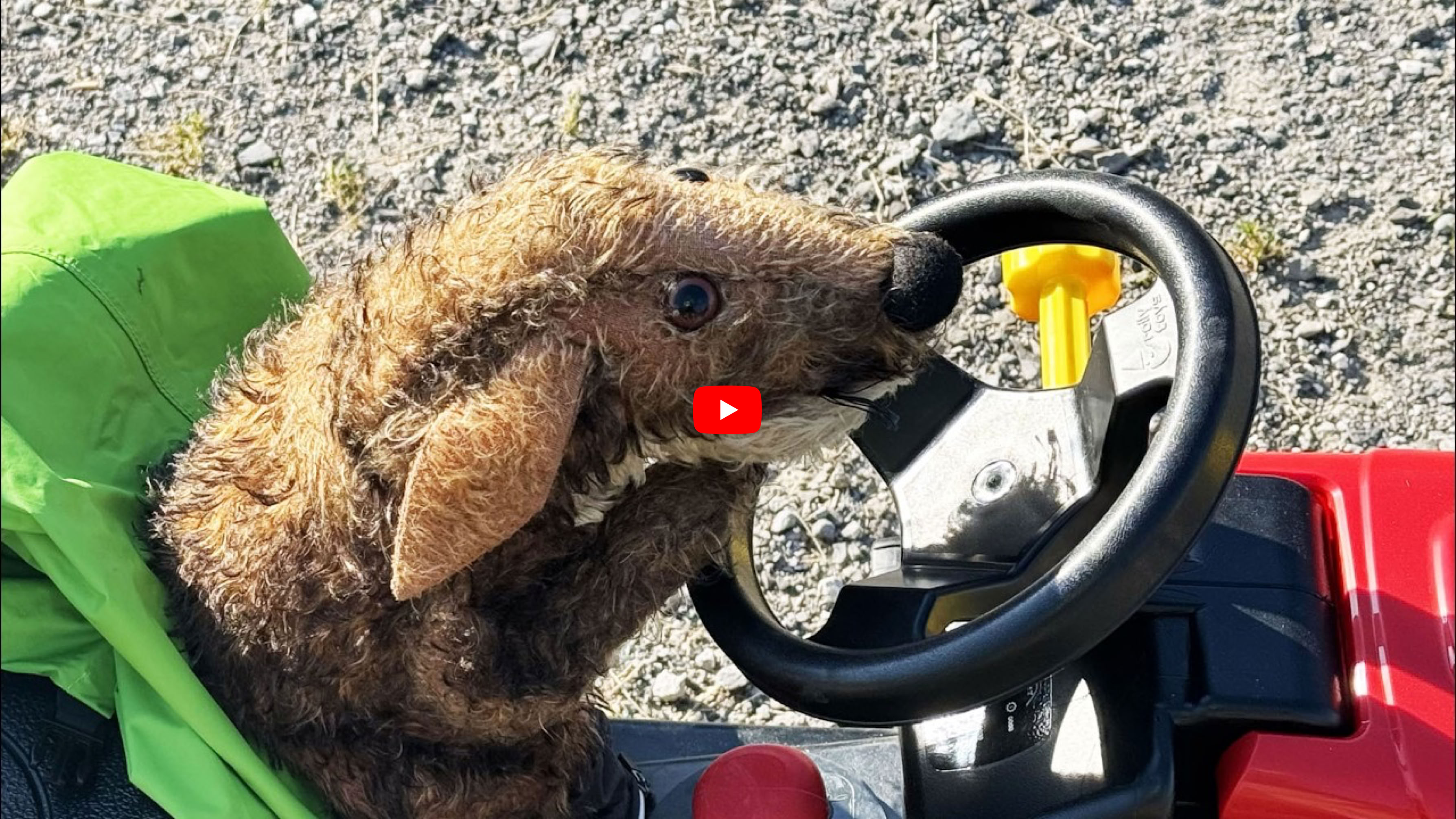 Video abspielen
